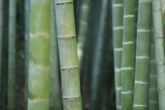 Chương trình thiện nguyện «Về nguồn cùng Họ Cao»